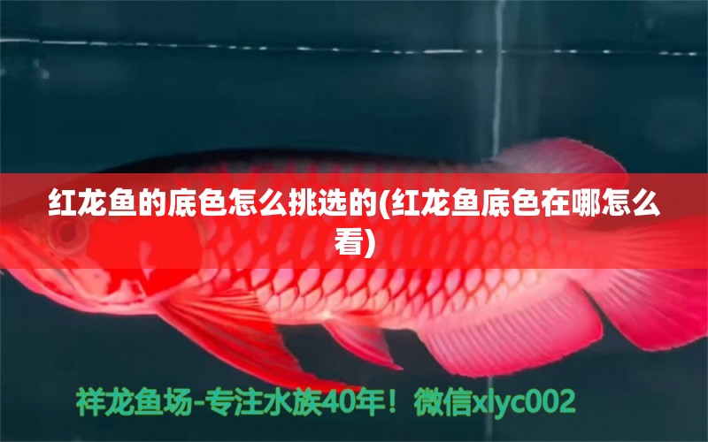 紅龍魚的底色怎么挑選的(紅龍魚底色在哪怎么看) 泰龐海鰱魚