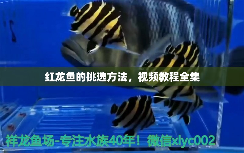 紅龍魚的挑選方法，視頻教程全集