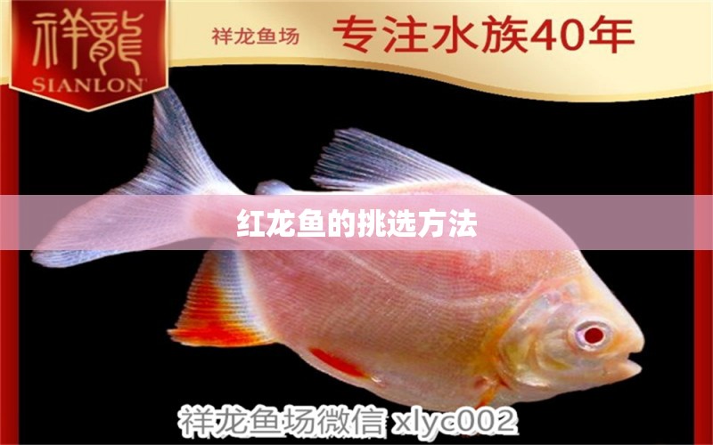 紅龍魚的挑選方法 七紋巨鯉魚