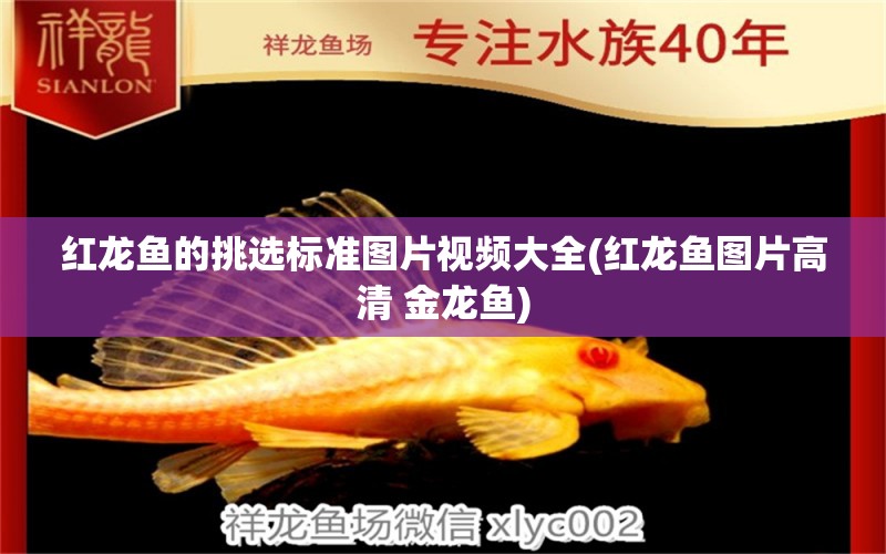 紅龍魚的挑選標(biāo)準(zhǔn)圖片視頻大全(紅龍魚圖片高清 金龍魚) 大日玉鯖魚