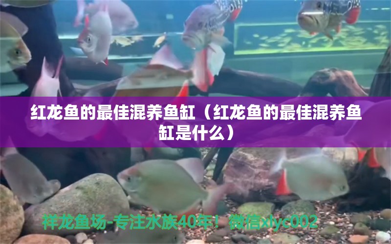 紅龍魚的最佳混養(yǎng)魚缸（紅龍魚的最佳混養(yǎng)魚缸是什么） 龍魚疾病與治療