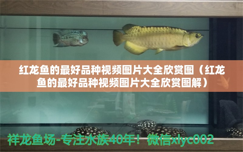 紅龍魚的最好品種視頻圖片大全欣賞圖（紅龍魚的最好品種視頻圖片大全欣賞圖解）