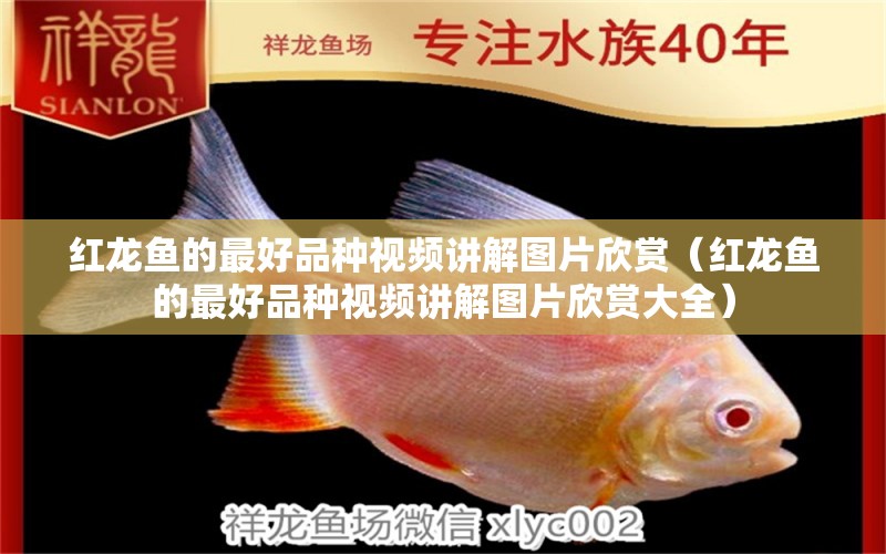 紅龍魚的最好品種視頻講解圖片欣賞（紅龍魚的最好品種視頻講解圖片欣賞大全）