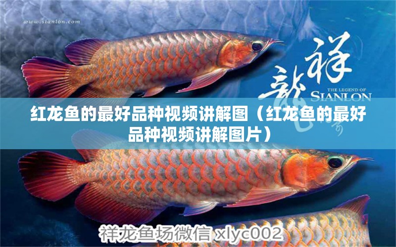 紅龍魚的最好品種視頻講解圖（紅龍魚的最好品種視頻講解圖片）