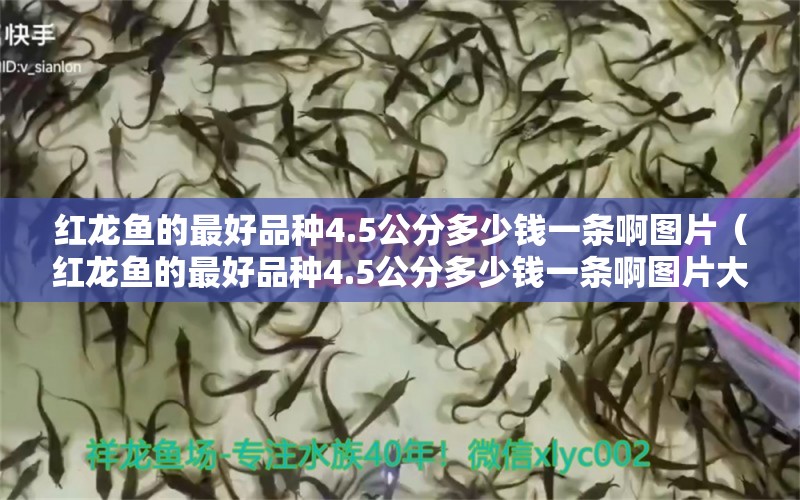 紅龍魚的最好品種4.5公分多少錢一條啊圖片（紅龍魚的最好品種4.5公分多少錢一條啊圖片大全）