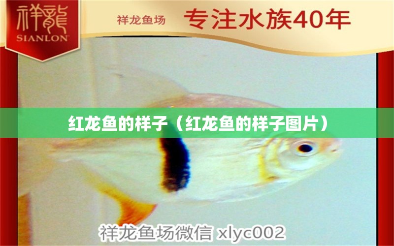 紅龍魚的樣子（紅龍魚的樣子圖片） 印尼紅龍魚