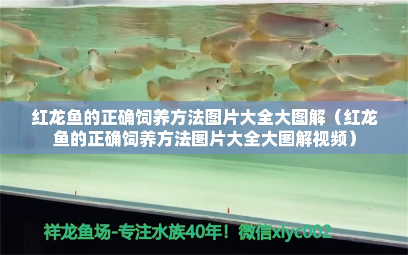 紅龍魚的正確飼養(yǎng)方法圖片大全大圖解（紅龍魚的正確飼養(yǎng)方法圖片大全大圖解視頻）