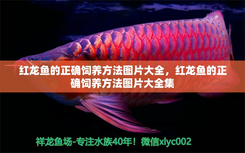 紅龍魚的正確飼養(yǎng)方法圖片大全，紅龍魚的正確飼養(yǎng)方法圖片大全集 養(yǎng)魚知識 第1張