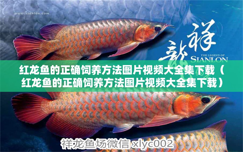 紅龍魚的正確飼養(yǎng)方法圖片視頻大全集下載（紅龍魚的正確飼養(yǎng)方法圖片視頻大全集下載） 印尼紅龍魚