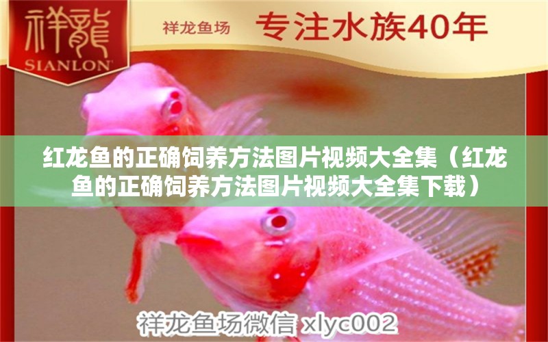 紅龍魚(yú)的正確飼養(yǎng)方法圖片視頻大全集（紅龍魚(yú)的正確飼養(yǎng)方法圖片視頻大全集下載）