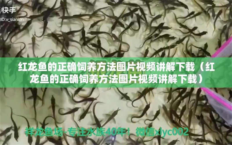 紅龍魚的正確飼養(yǎng)方法圖片視頻講解下載（紅龍魚的正確飼養(yǎng)方法圖片視頻講解下載）