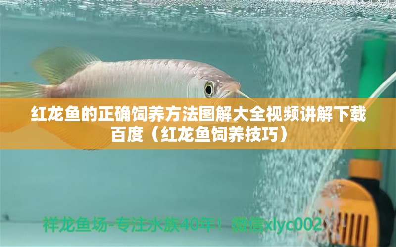 紅龍魚(yú)的正確飼養(yǎng)方法圖解大全視頻講解下載百度（紅龍魚(yú)飼養(yǎng)技巧）