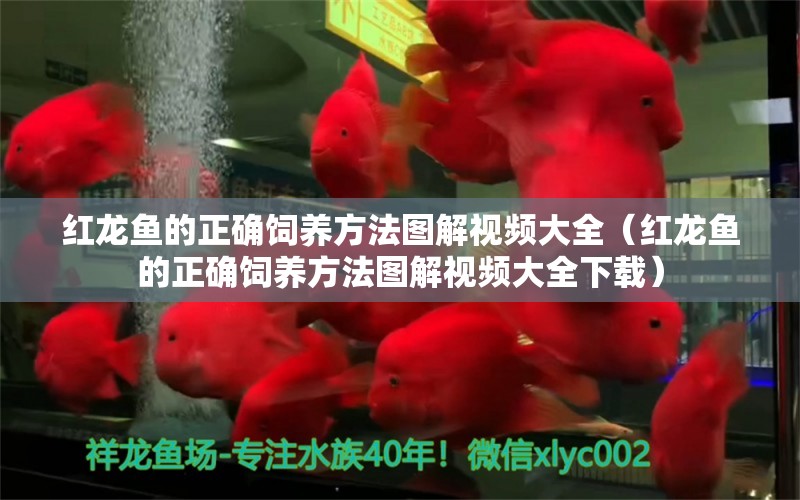 紅龍魚(yú)的正確飼養(yǎng)方法圖解視頻大全（紅龍魚(yú)的正確飼養(yǎng)方法圖解視頻大全下載）