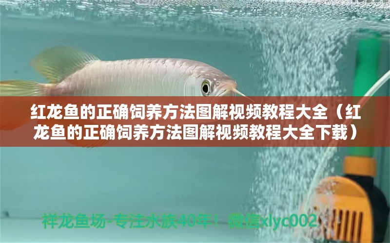 紅龍魚的正確飼養(yǎng)方法圖解視頻教程大全（紅龍魚的正確飼養(yǎng)方法圖解視頻教程大全下載） 印尼紅龍魚