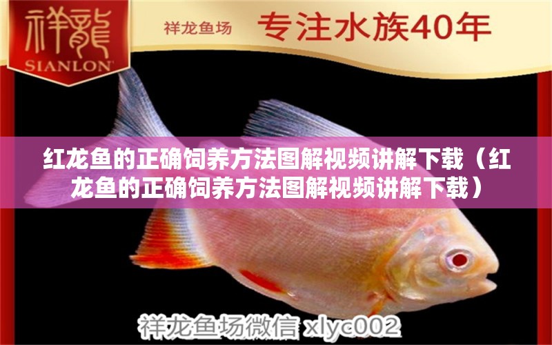 紅龍魚的正確飼養(yǎng)方法圖解視頻講解下載（紅龍魚的正確飼養(yǎng)方法圖解視頻講解下載） 印尼紅龍魚