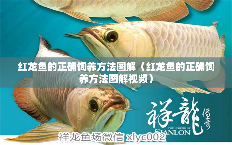 紅龍魚的正確飼養(yǎng)方法圖解（紅龍魚的正確飼養(yǎng)方法圖解視頻） 印尼紅龍魚