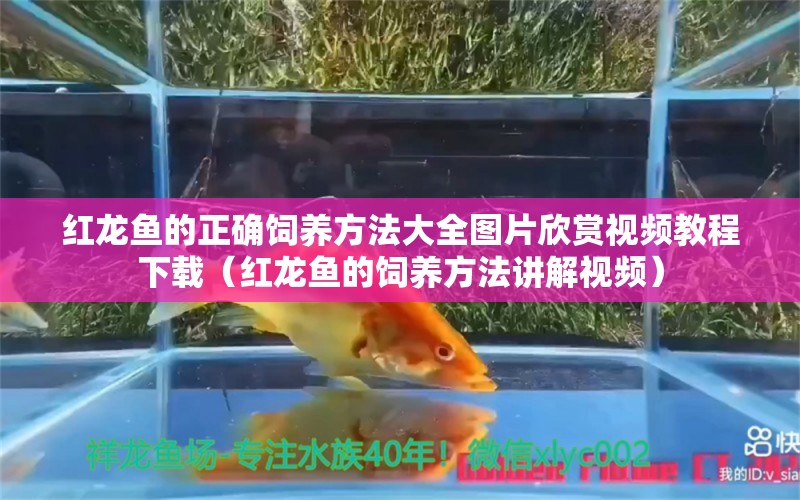 紅龍魚(yú)的正確飼養(yǎng)方法大全圖片欣賞視頻教程下載（紅龍魚(yú)的飼養(yǎng)方法講解視頻）