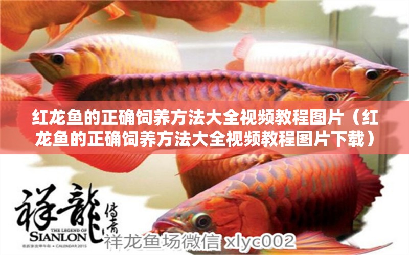 紅龍魚的正確飼養(yǎng)方法大全視頻教程圖片（紅龍魚的正確飼養(yǎng)方法大全視頻教程圖片下載）