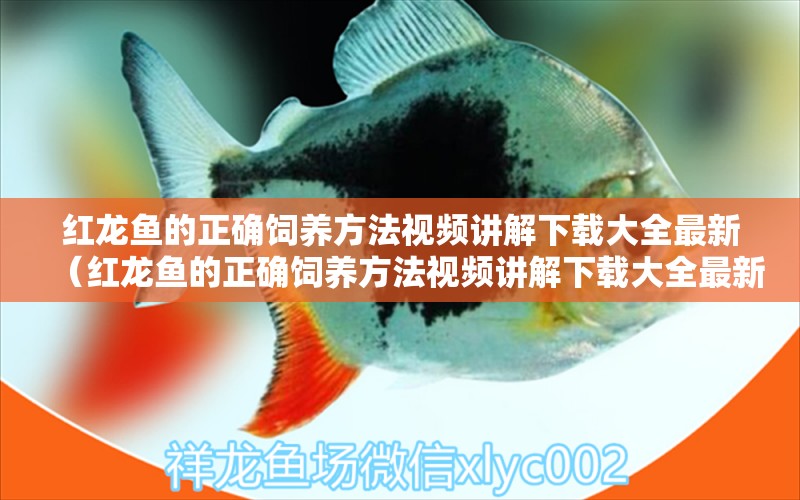 紅龍魚的正確飼養(yǎng)方法視頻講解下載大全最新（紅龍魚的正確飼養(yǎng)方法視頻講解下載大全最新版）