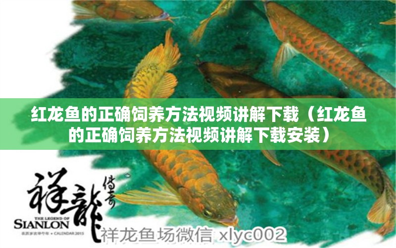 紅龍魚的正確飼養(yǎng)方法視頻講解下載（紅龍魚的正確飼養(yǎng)方法視頻講解下載安裝）