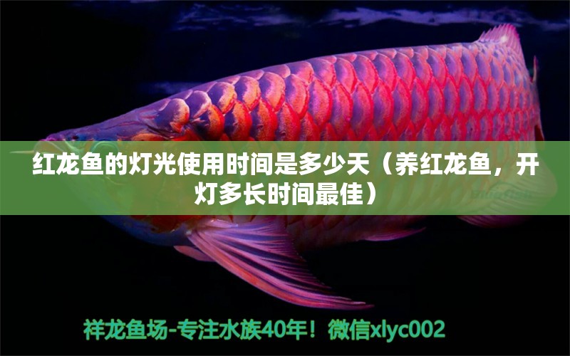 紅龍魚的燈光使用時(shí)間是多少天（養(yǎng)紅龍魚，開(kāi)燈多長(zhǎng)時(shí)間最佳） 龍魚百科 第2張