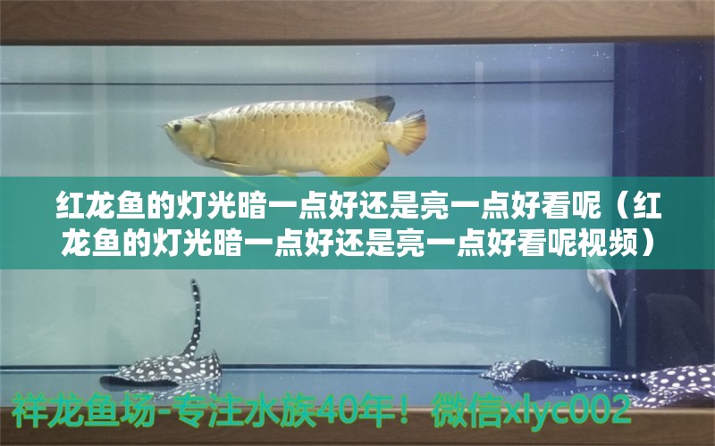 紅龍魚的燈光暗一點(diǎn)好還是亮一點(diǎn)好看呢（紅龍魚的燈光暗一點(diǎn)好還是亮一點(diǎn)好看呢視頻）