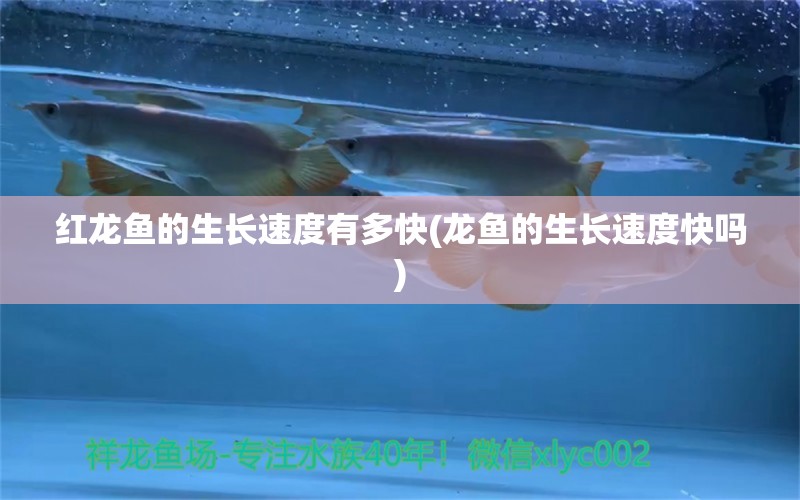 紅龍魚的生長速度有多快(龍魚的生長速度快嗎) 慈雕魚