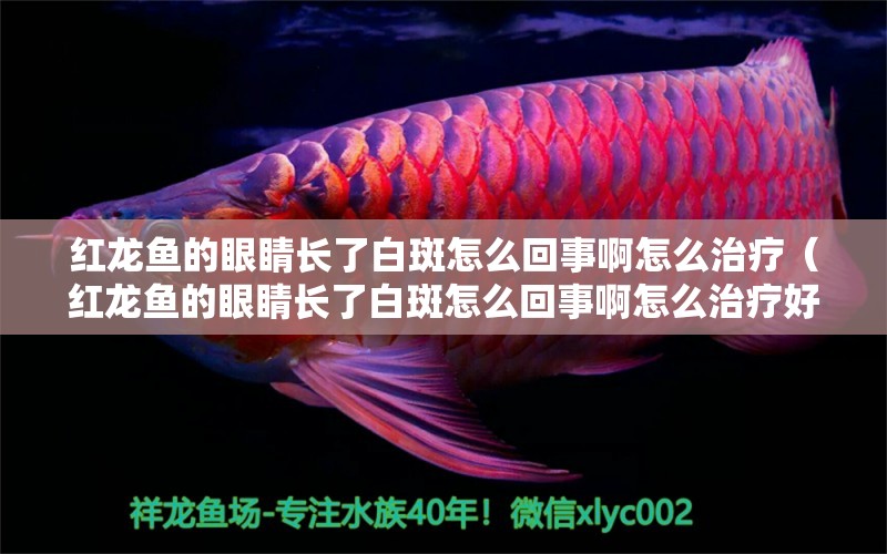 紅龍魚的眼睛長了白斑怎么回事啊怎么治療（紅龍魚的眼睛長了白斑怎么回事啊怎么治療好）