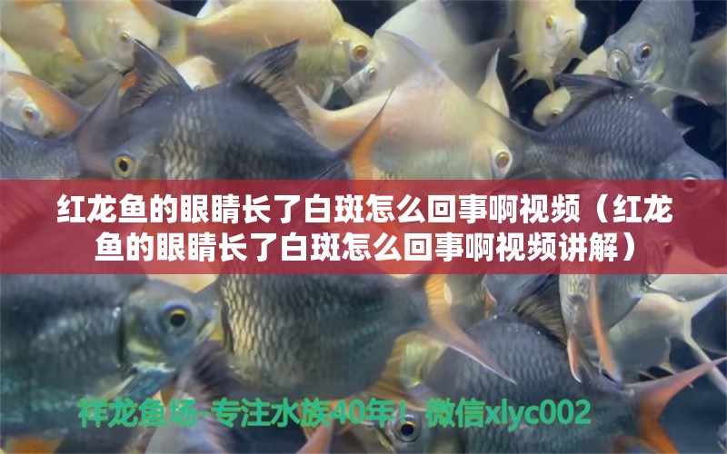 紅龍魚的眼睛長(zhǎng)了白斑怎么回事啊視頻（紅龍魚的眼睛長(zhǎng)了白斑怎么回事啊視頻講解） 龍魚百科