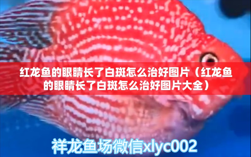 紅龍魚的眼睛長了白斑怎么治好圖片（紅龍魚的眼睛長了白斑怎么治好圖片大全）