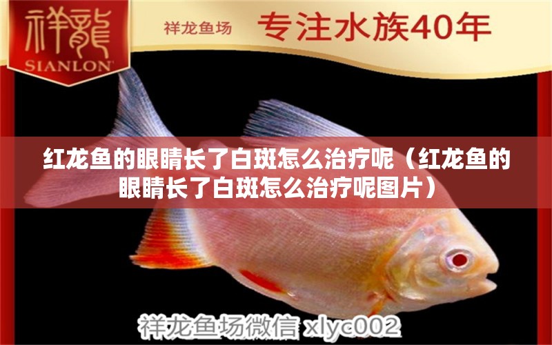 紅龍魚的眼睛長(zhǎng)了白斑怎么治療呢（紅龍魚的眼睛長(zhǎng)了白斑怎么治療呢圖片）