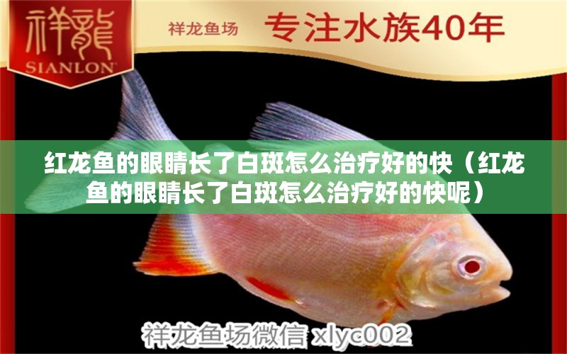 紅龍魚的眼睛長了白斑怎么治療好的快（紅龍魚的眼睛長了白斑怎么治療好的快呢）