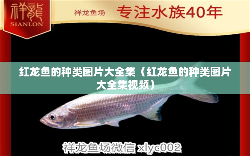 紅龍魚的種類圖片大全集（紅龍魚的種類圖片大全集視頻）