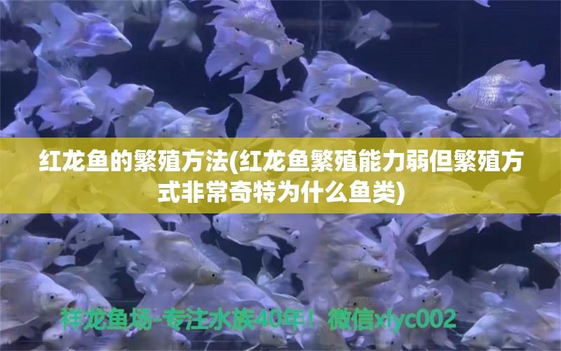 紅龍魚的繁殖方法(紅龍魚繁殖能力弱但繁殖方式非常奇特為什么魚類)