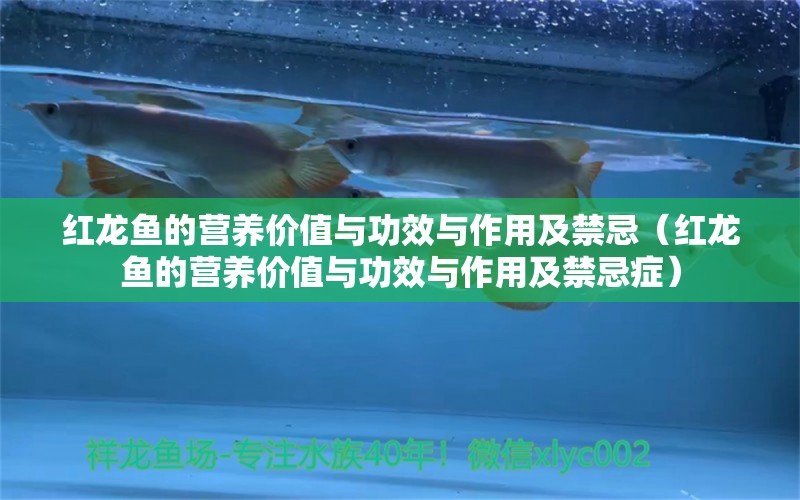 紅龍魚的營(yíng)養(yǎng)價(jià)值與功效與作用及禁忌（紅龍魚的營(yíng)養(yǎng)價(jià)值與功效與作用及禁忌癥）