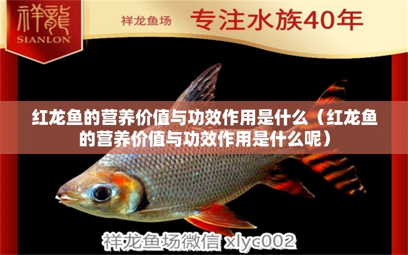 紅龍魚的營養(yǎng)價值與功效作用是什么（紅龍魚的營養(yǎng)價值與功效作用是什么呢） 龍魚百科