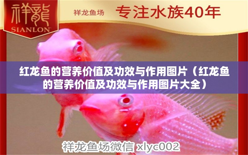 紅龍魚的營養(yǎng)價值及功效與作用圖片（紅龍魚的營養(yǎng)價值及功效與作用圖片大全） 龍魚百科