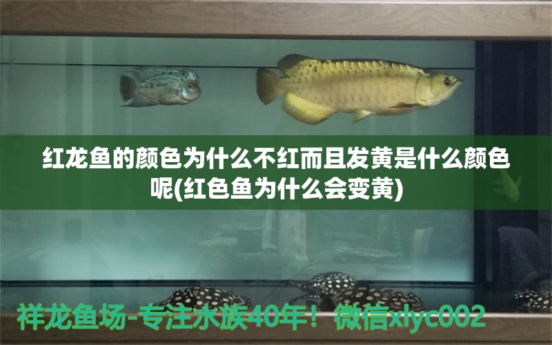 紅龍魚的顏色為什么不紅而且發(fā)黃是什么顏色呢(紅色魚為什么會(huì)變黃) 祥龍水族濾材/器材