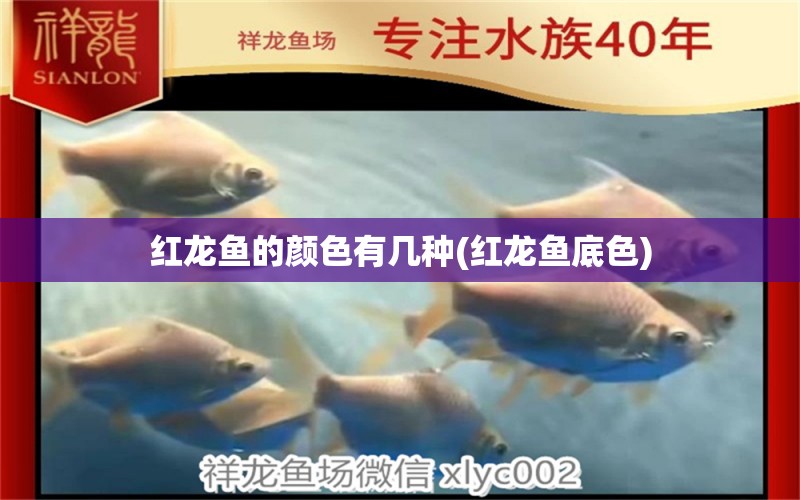 紅龍魚(yú)的顏色有幾種(紅龍魚(yú)底色) 大白鯊魚(yú)