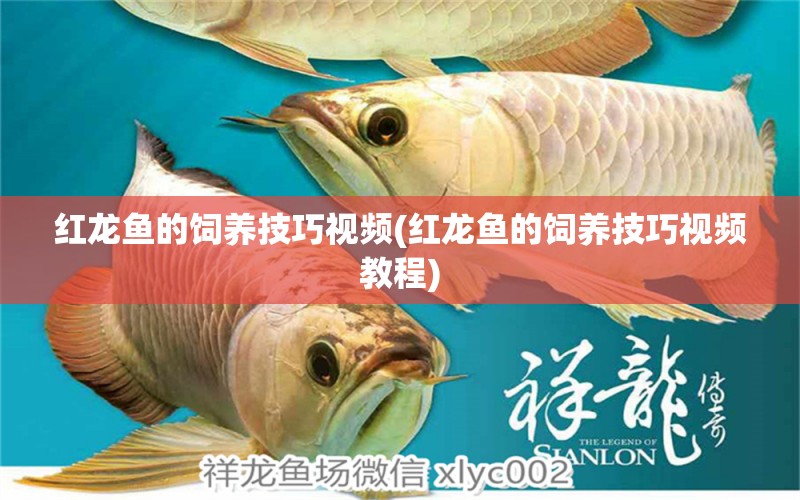 紅龍魚的飼養(yǎng)技巧視頻(紅龍魚的飼養(yǎng)技巧視頻教程)