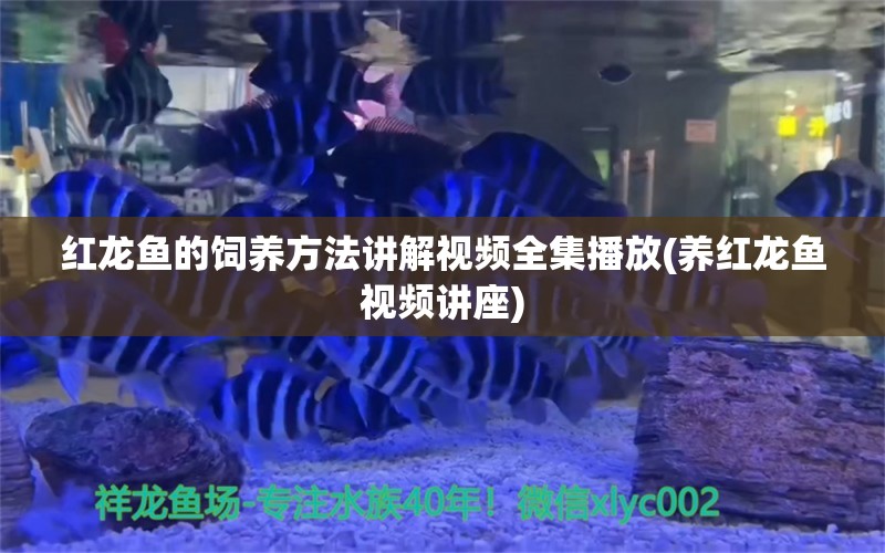 紅龍魚的飼養(yǎng)方法講解視頻全集播放(養(yǎng)紅龍魚視頻講座) 眼斑魚