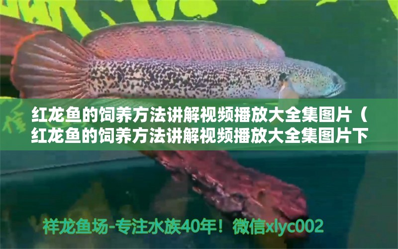 紅龍魚的飼養(yǎng)方法講解視頻播放大全集圖片（紅龍魚的飼養(yǎng)方法講解視頻播放大全集圖片下載）