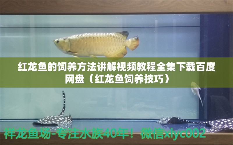 紅龍魚的飼養(yǎng)方法講解視頻教程全集下載百度網(wǎng)盤（紅龍魚飼養(yǎng)技巧） 龍魚百科