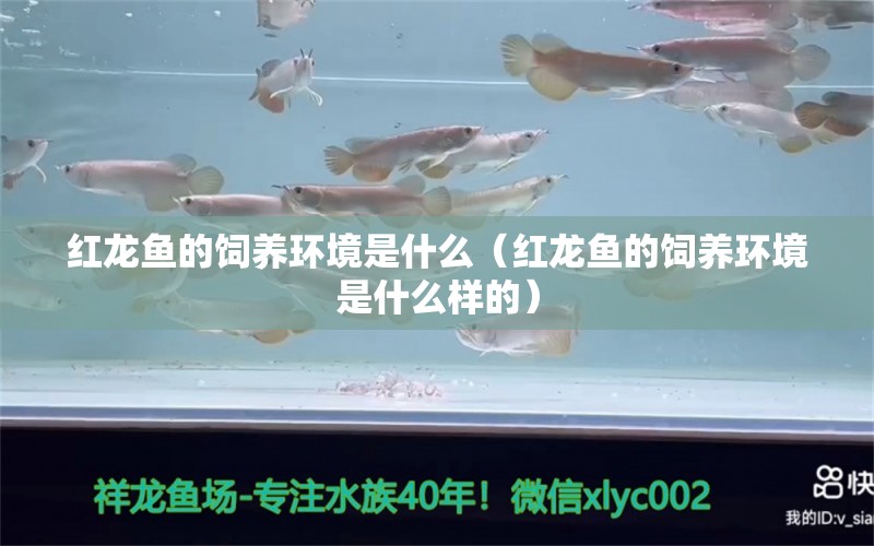 紅龍魚(yú)的飼養(yǎng)環(huán)境是什么（紅龍魚(yú)的飼養(yǎng)環(huán)境是什么樣的）