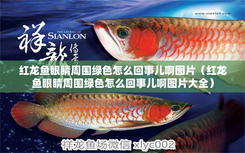 紅龍魚眼睛周圍綠色怎么回事兒啊圖片（紅龍魚眼睛周圍綠色怎么回事兒啊圖片大全）