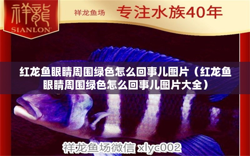 紅龍魚眼睛周圍綠色怎么回事兒圖片（紅龍魚眼睛周圍綠色怎么回事兒圖片大全） 龍魚百科