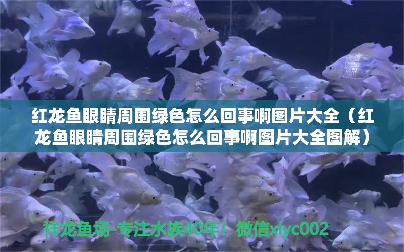 紅龍魚眼睛周圍綠色怎么回事啊圖片大全（紅龍魚眼睛周圍綠色怎么回事啊圖片大全圖解）