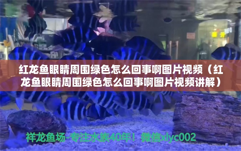 紅龍魚眼睛周圍綠色怎么回事啊圖片視頻（紅龍魚眼睛周圍綠色怎么回事啊圖片視頻講解）