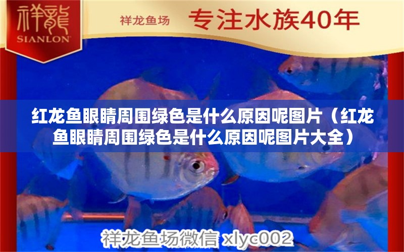 紅龍魚眼睛周圍綠色是什么原因呢圖片（紅龍魚眼睛周圍綠色是什么原因呢圖片大全）