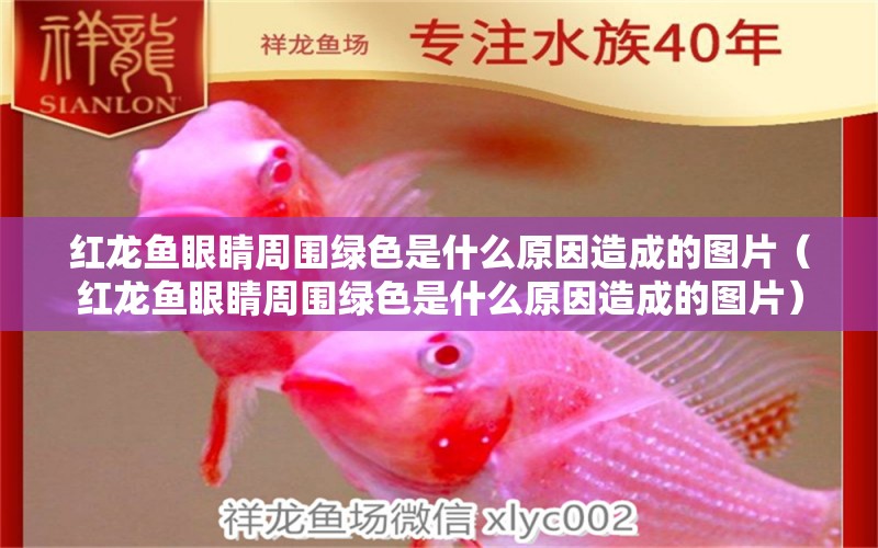 紅龍魚眼睛周圍綠色是什么原因造成的圖片（紅龍魚眼睛周圍綠色是什么原因造成的圖片）